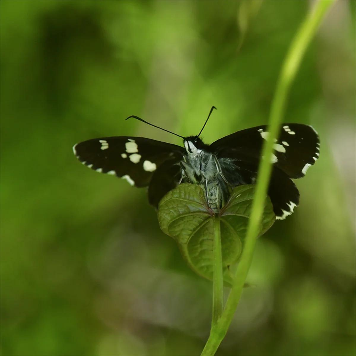 ダイミョウセセリ