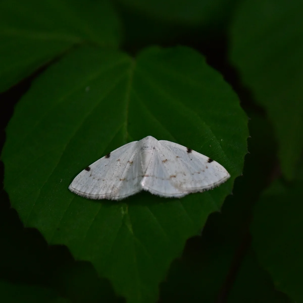 フタホシシロエダシャク