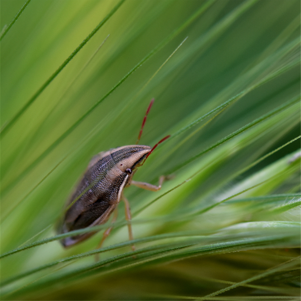 ウズラカメムシ