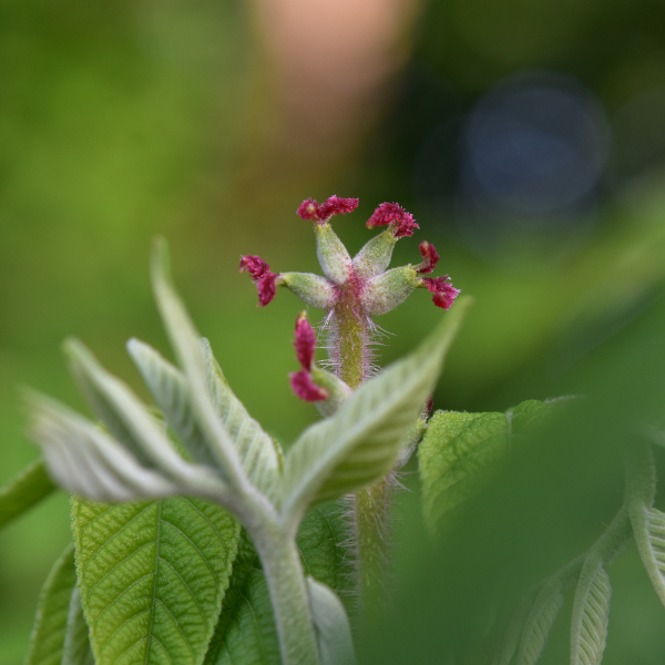 クルミの雌花