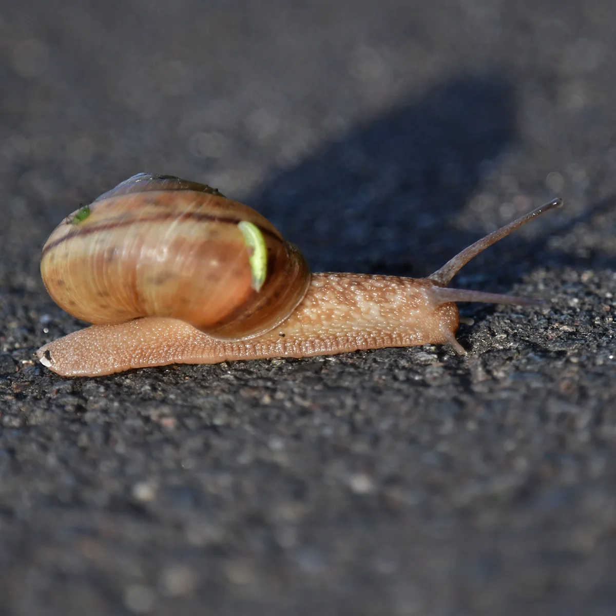 ヒダリマキマイマイ