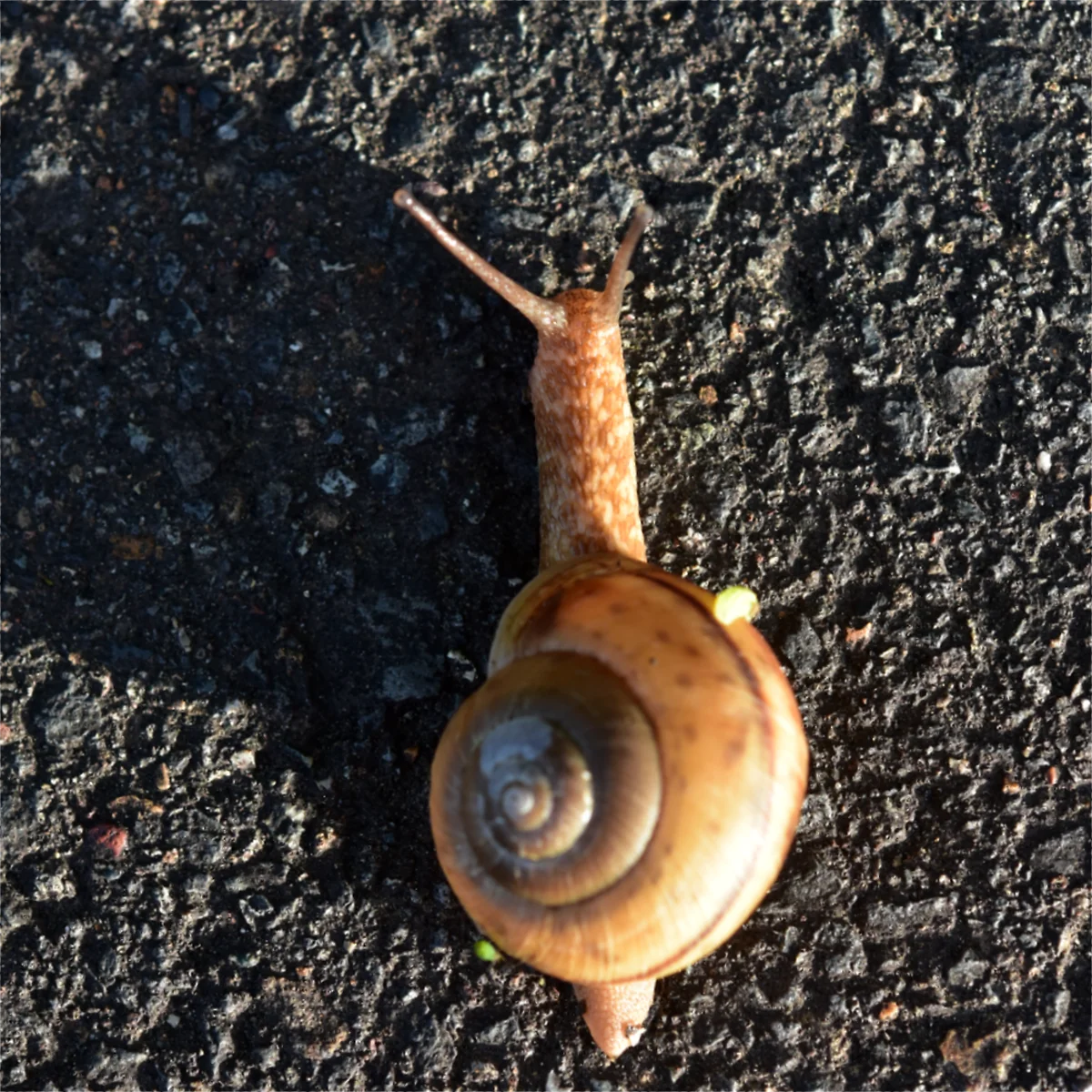 ヒダリマキマイマイ