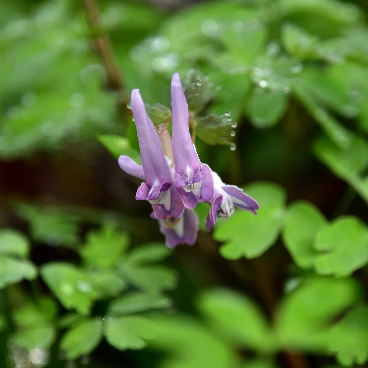 ヤマエンゴサク