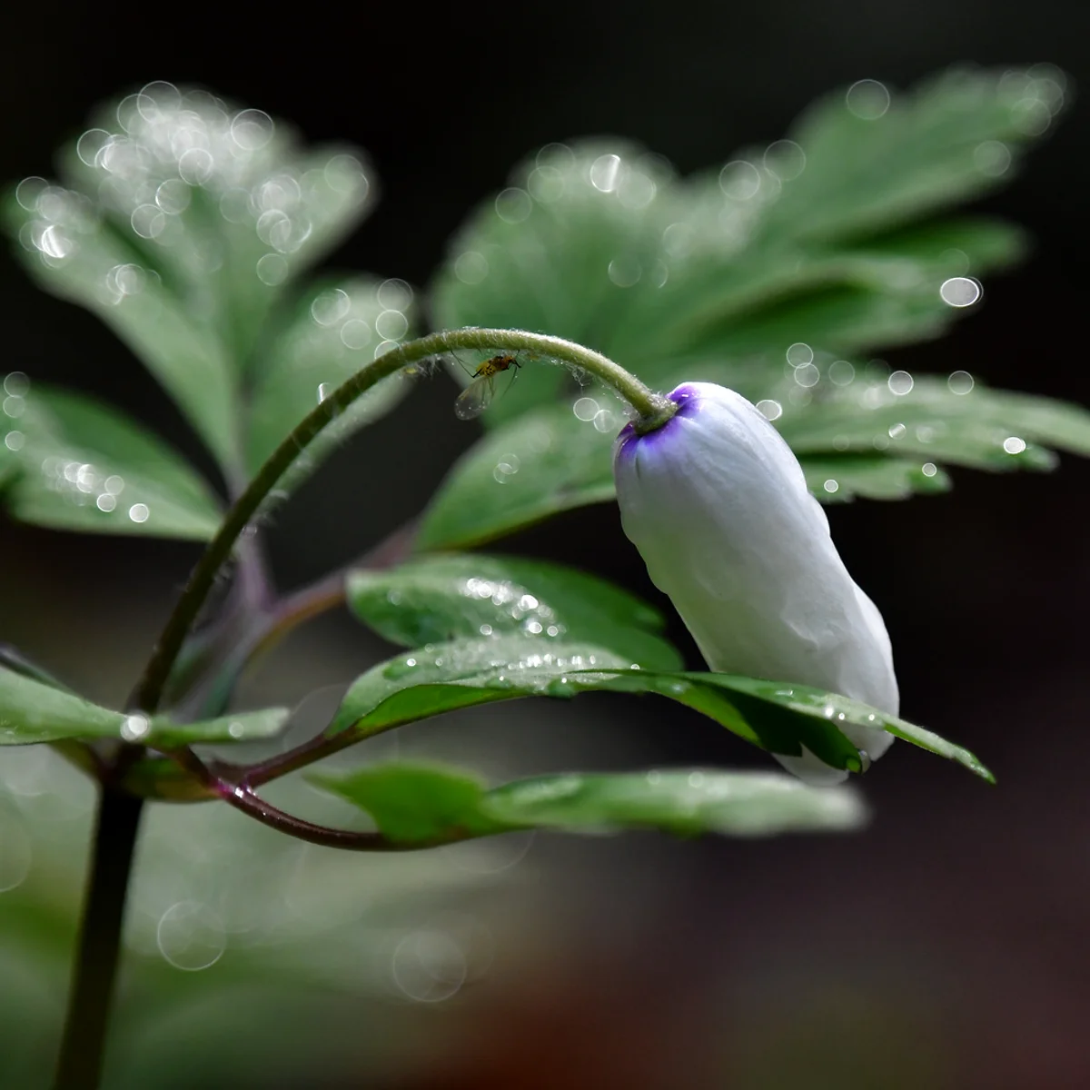 キクザキイチゲ