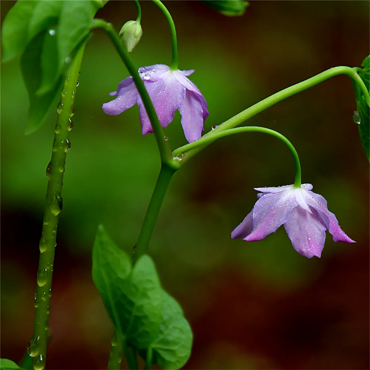 トガクシショウマ