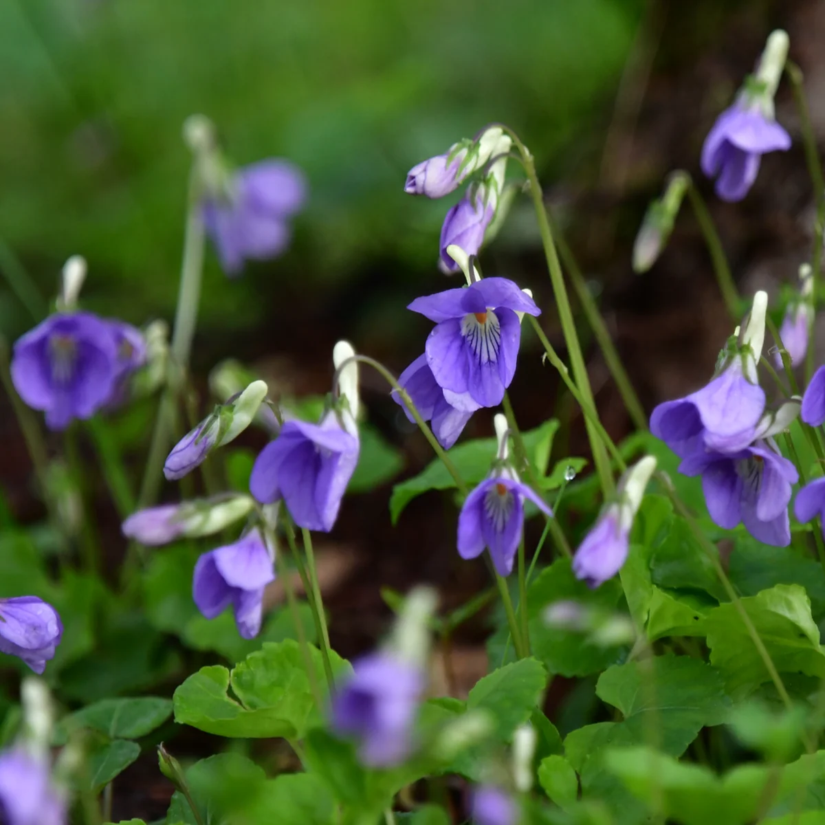 オオタチツボスミレ