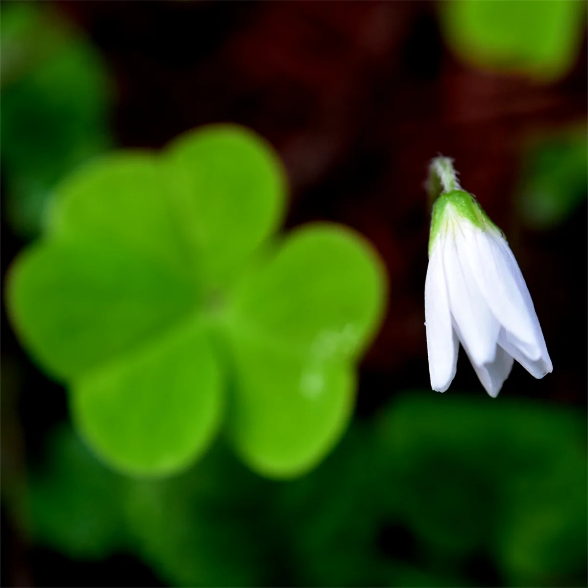 コミヤマカタバミ