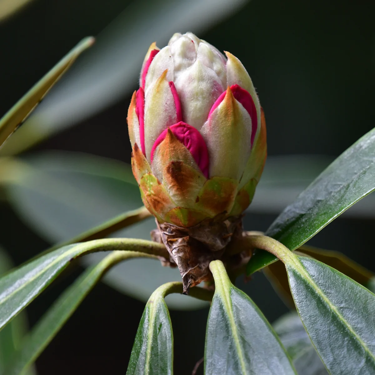 アズマシャクナゲ