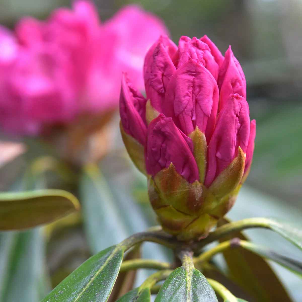 アズマシャクナゲ