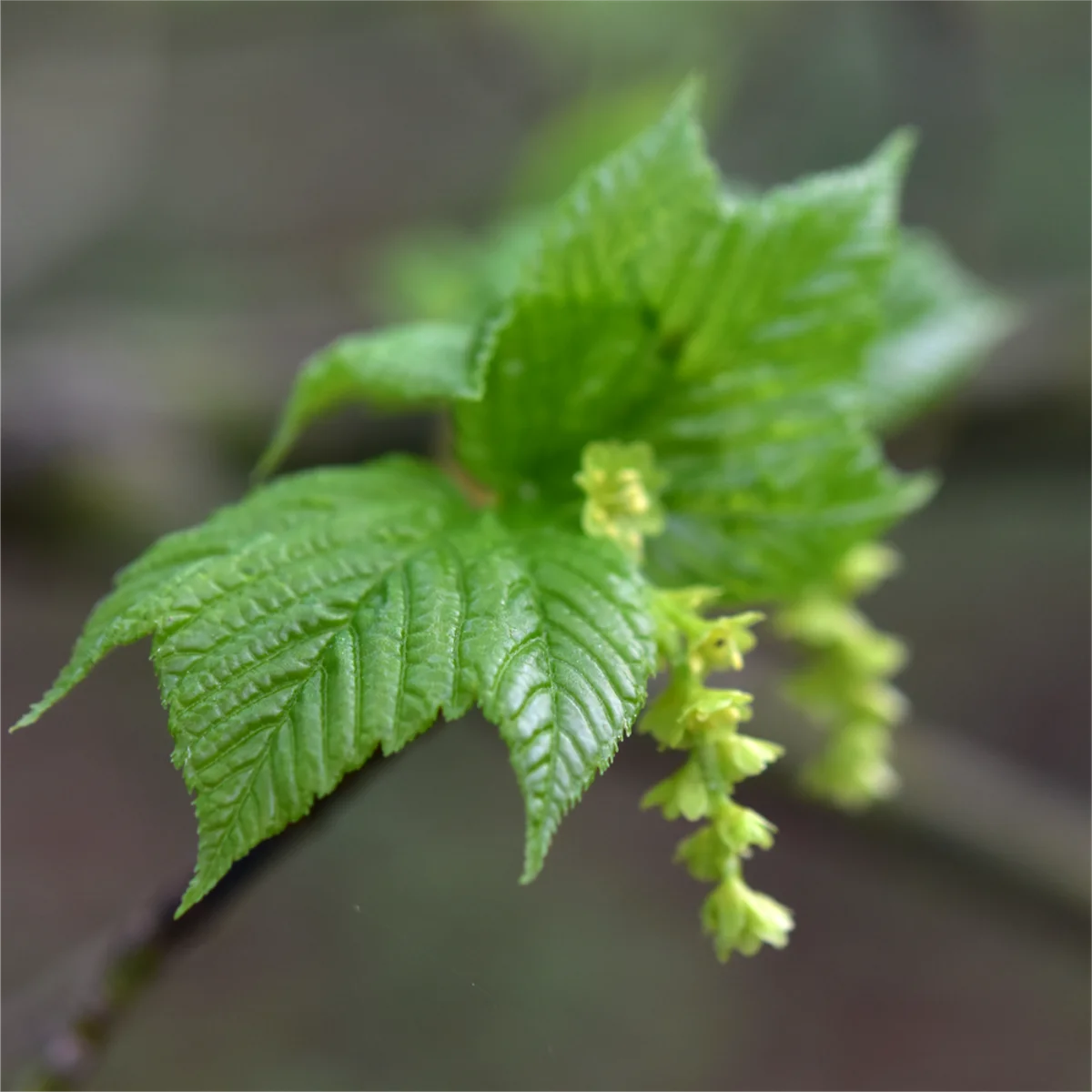 ウリハダカエデ