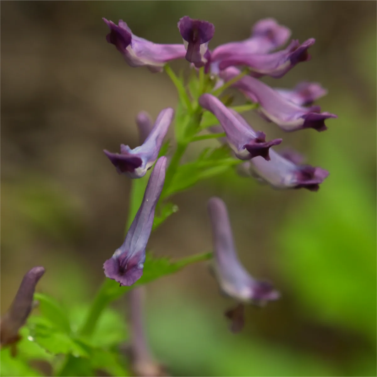 ムラサキケマン