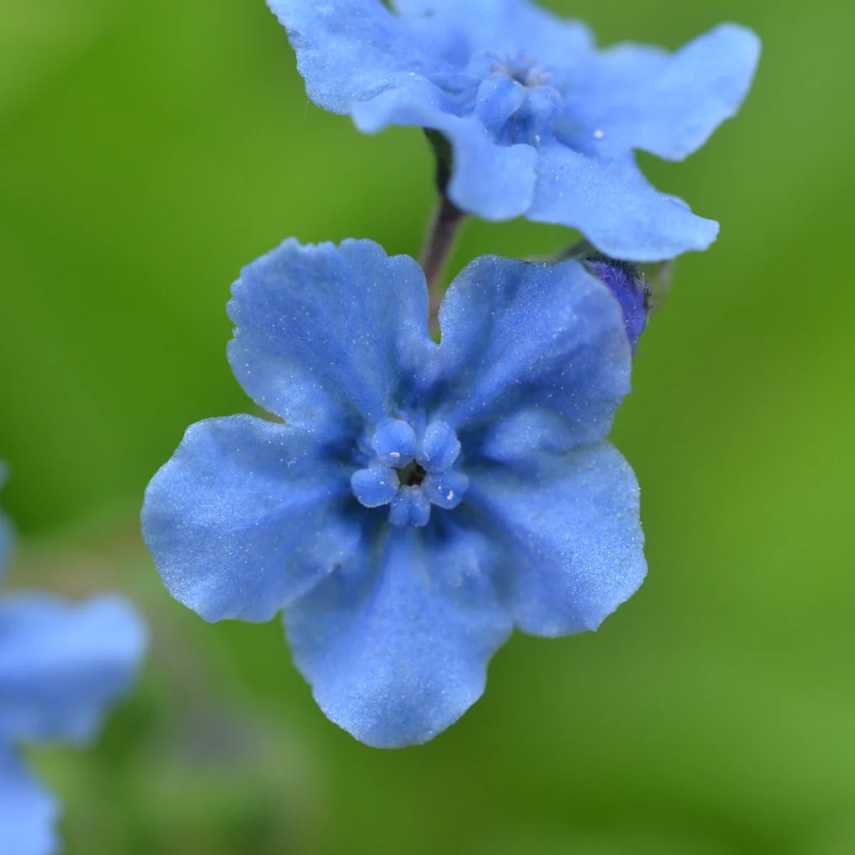 シノグロッサム