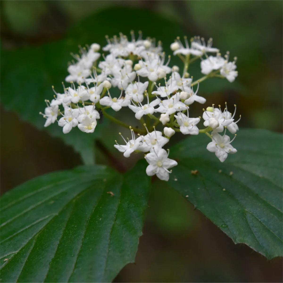 ガマズミの仲間