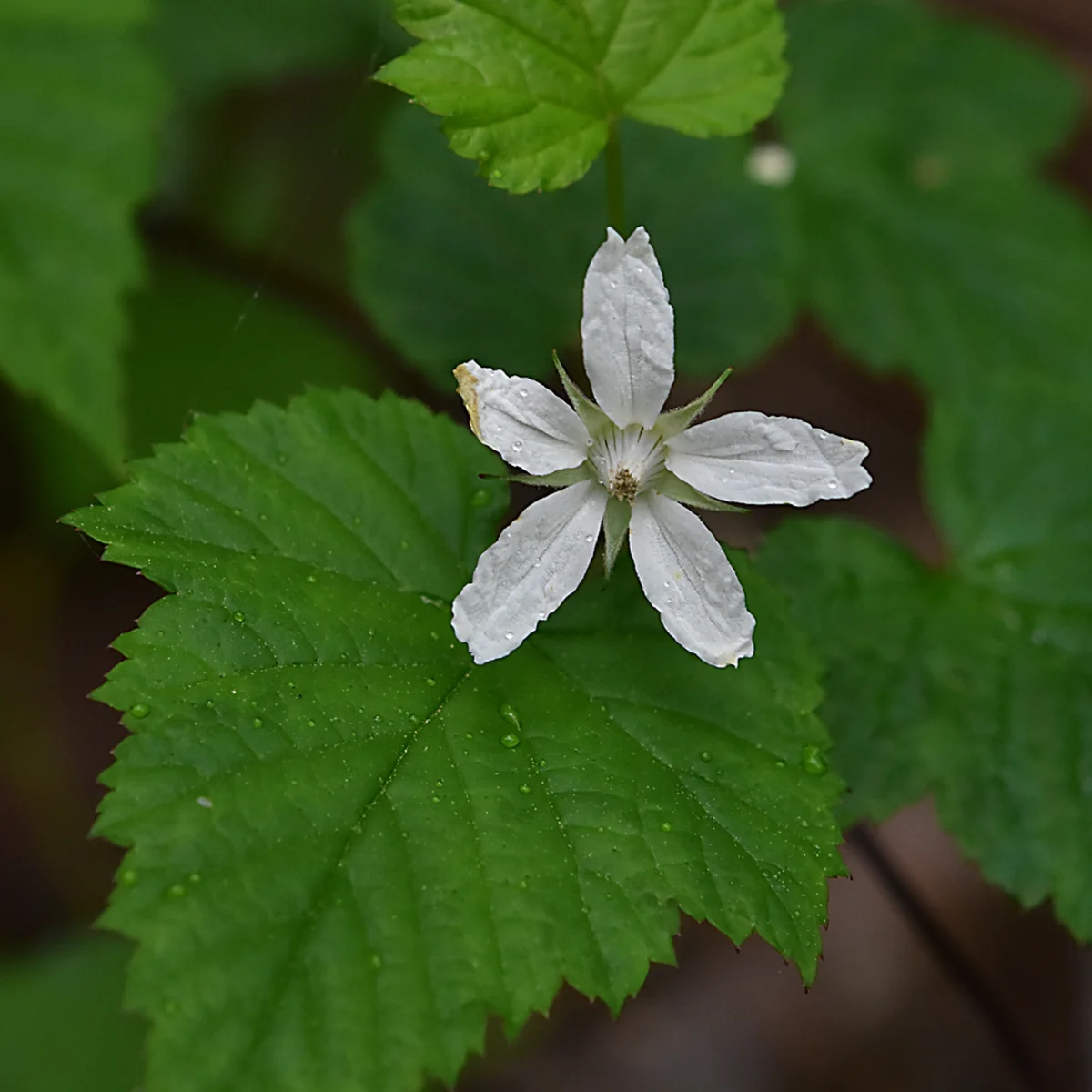 ミヤマニガイチゴ