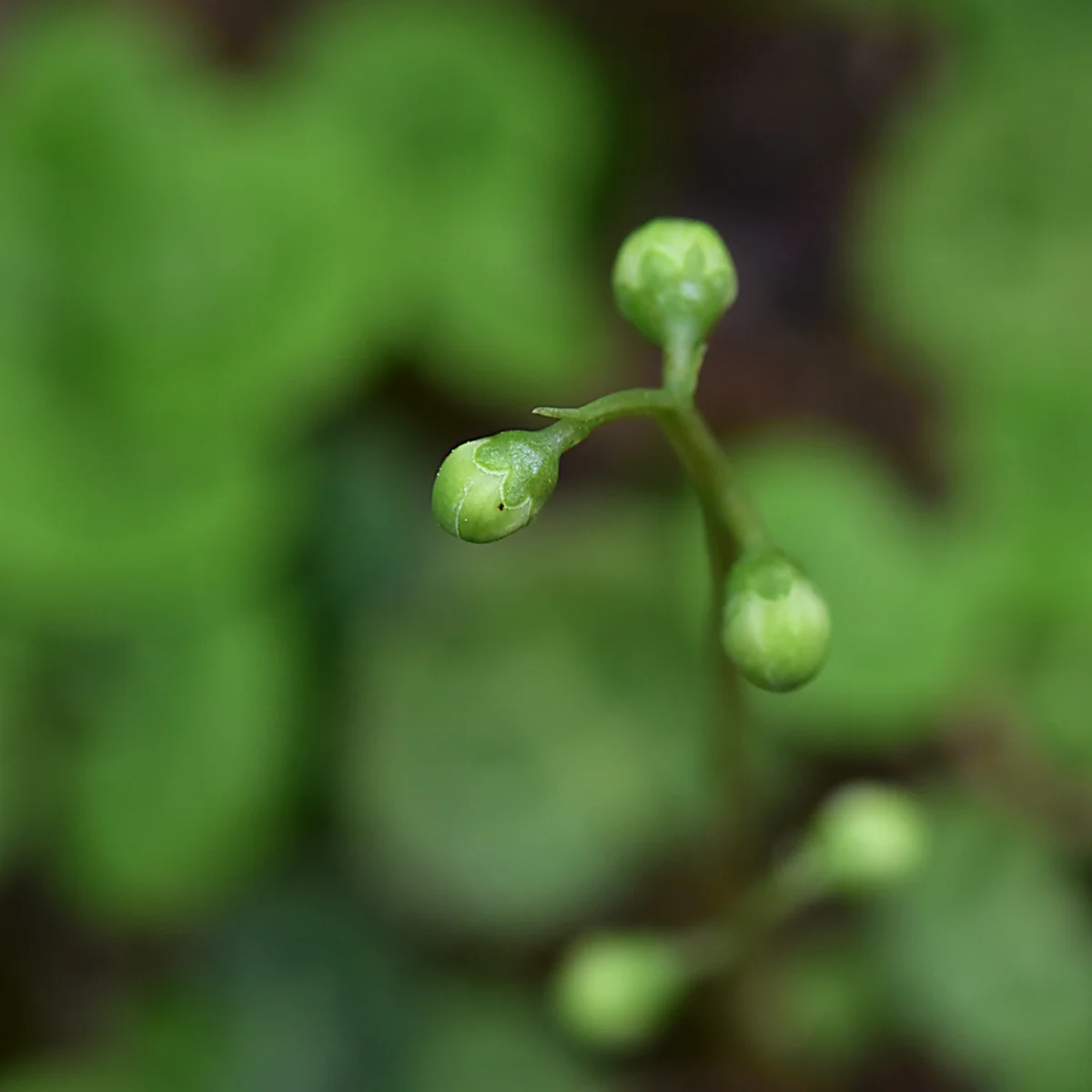 ジンヨウイチヤクソウ