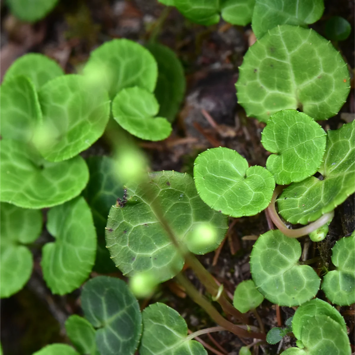 ジンヨウイチヤクソウ