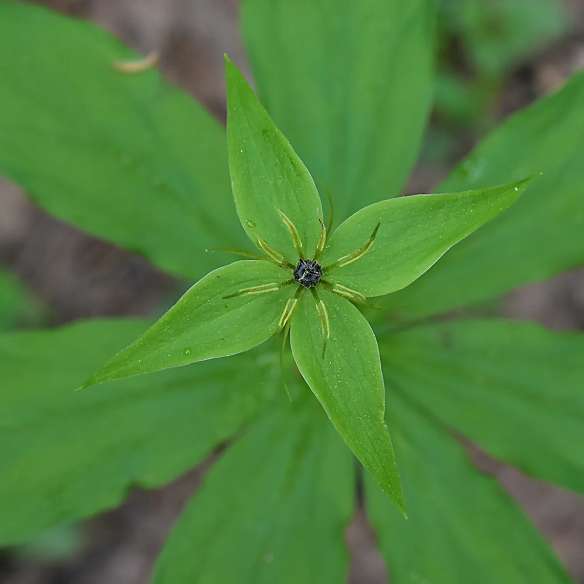 クルマバツクバネソウ