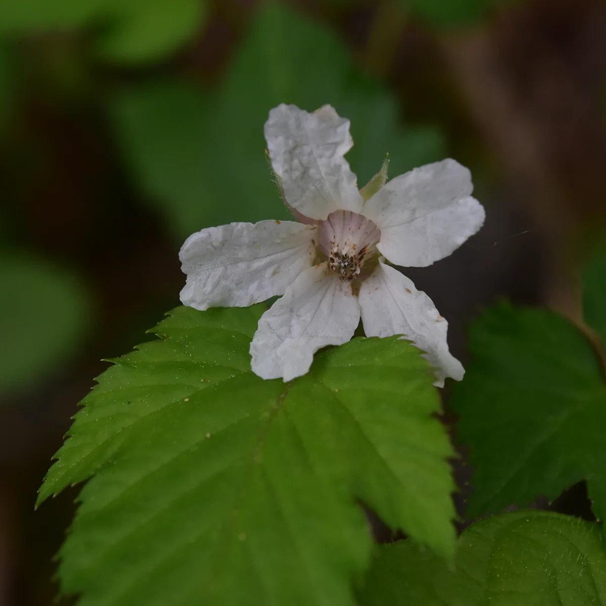 ミヤマニガイチゴ