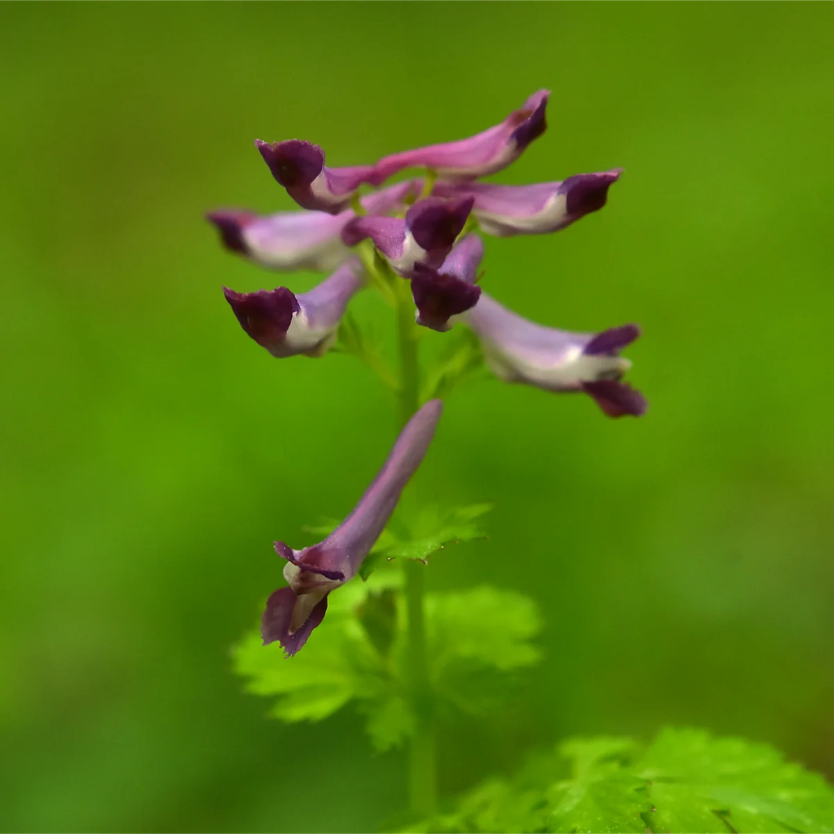 ムラサキケマン