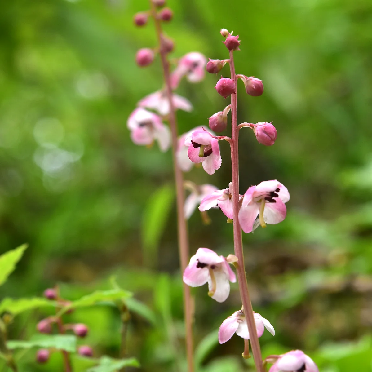 ベニバナイチヤクソウ