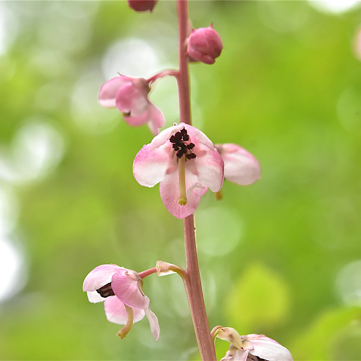 ベニバナイチヤクソウ