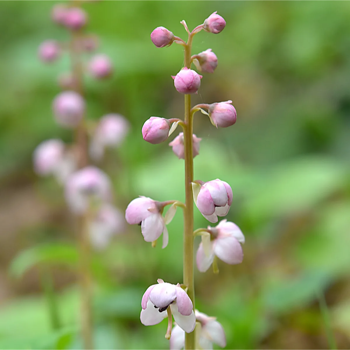 ベニバナイチヤクソウ