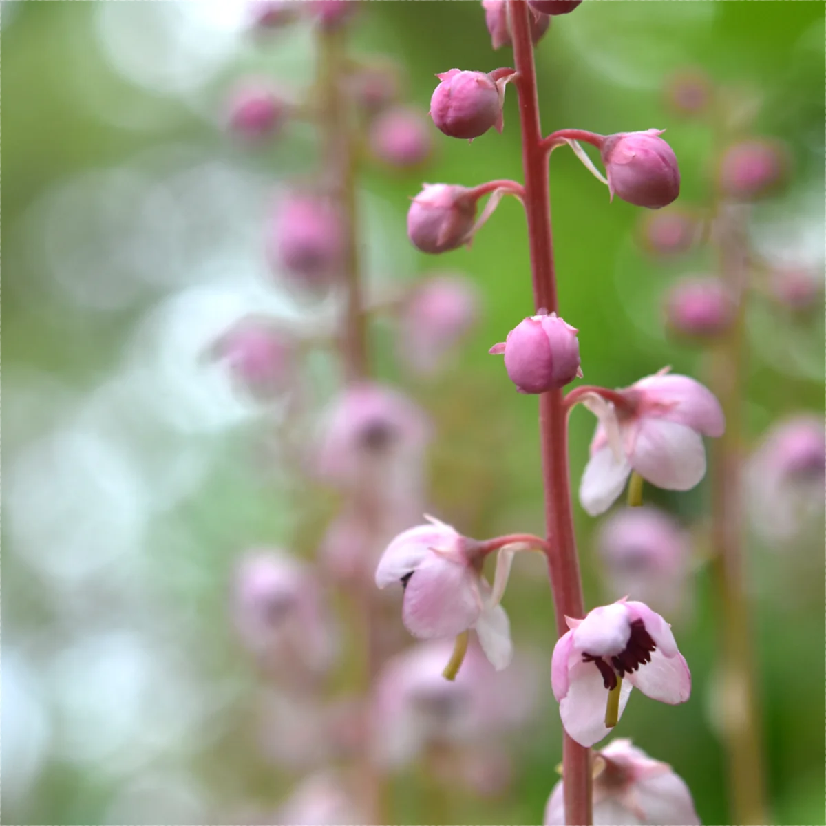 ベニバナイチヤクソウ
