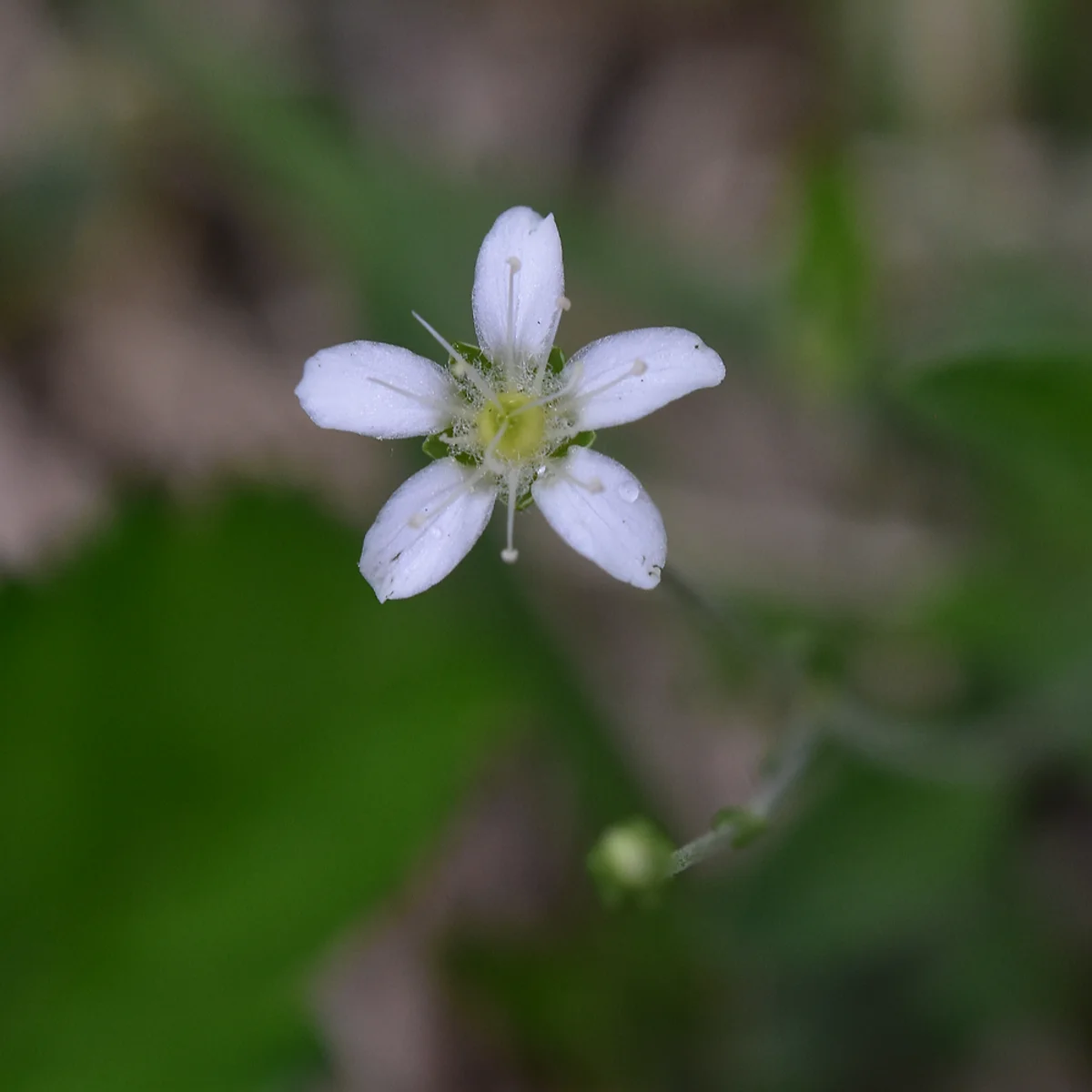 オオヤマフスマ
