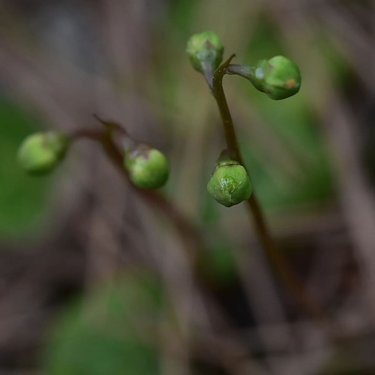 ジンヨウイチヤクソウ