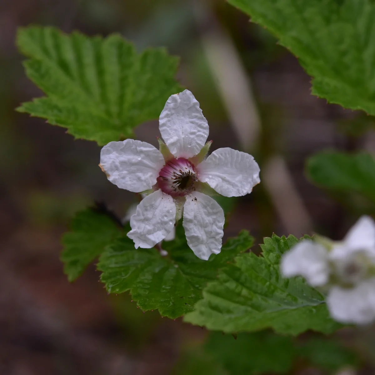 ミヤマニガイチゴ