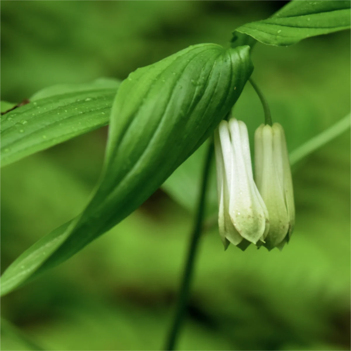 ホウチャクソウ