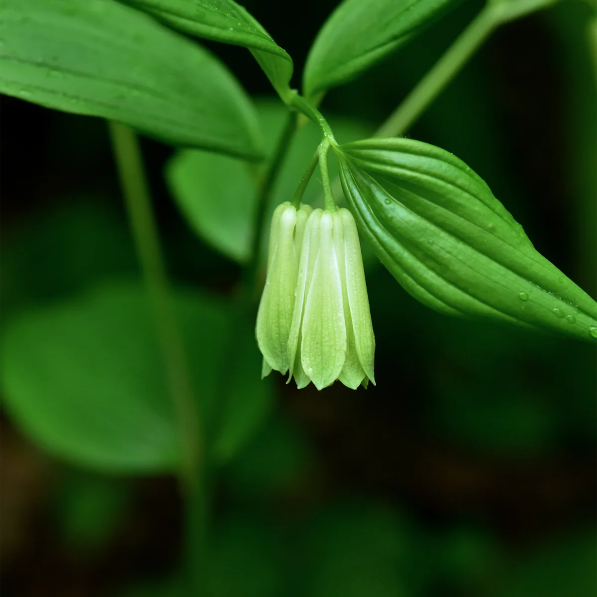 ホウチャクソウ