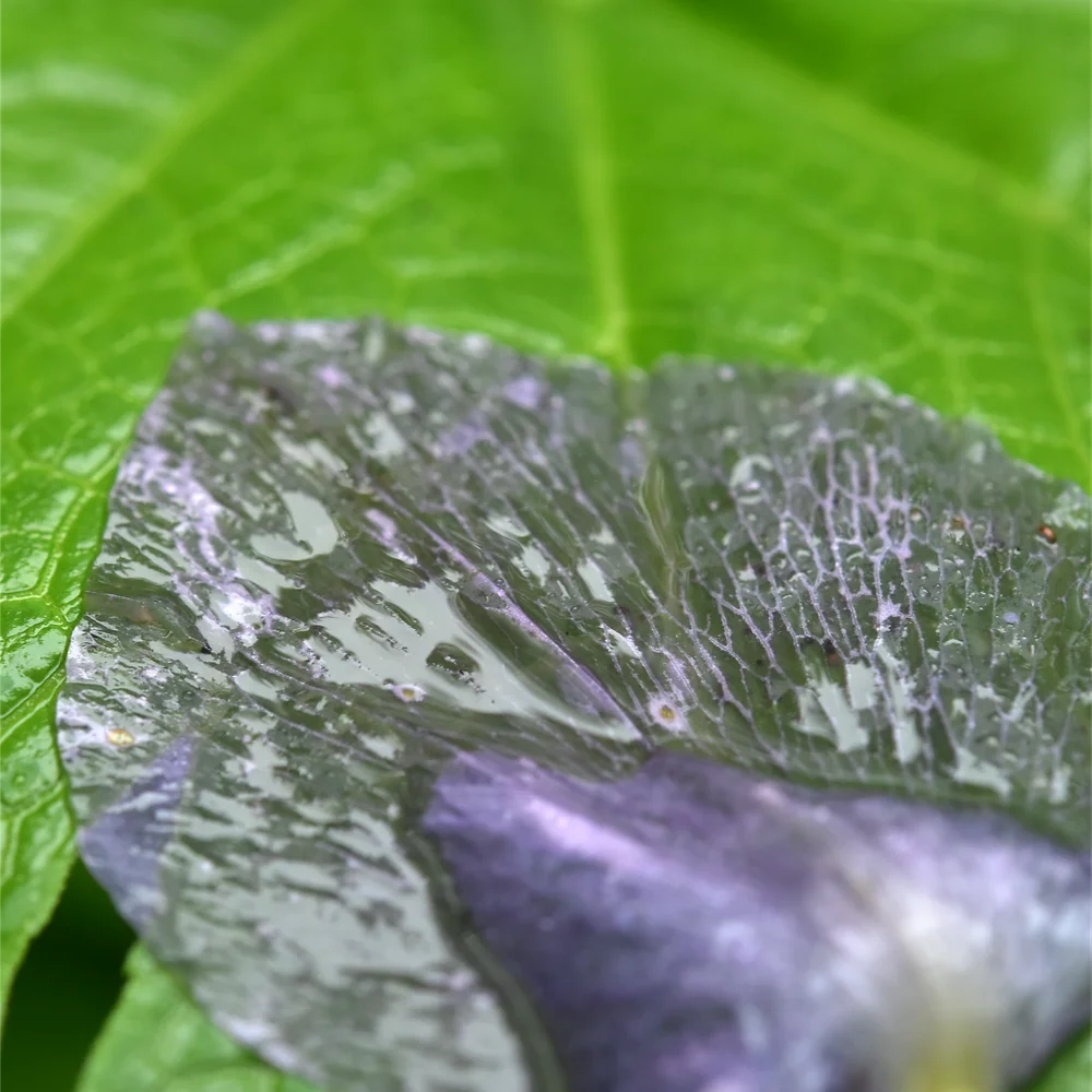 シラネアオイの落ちた花弁