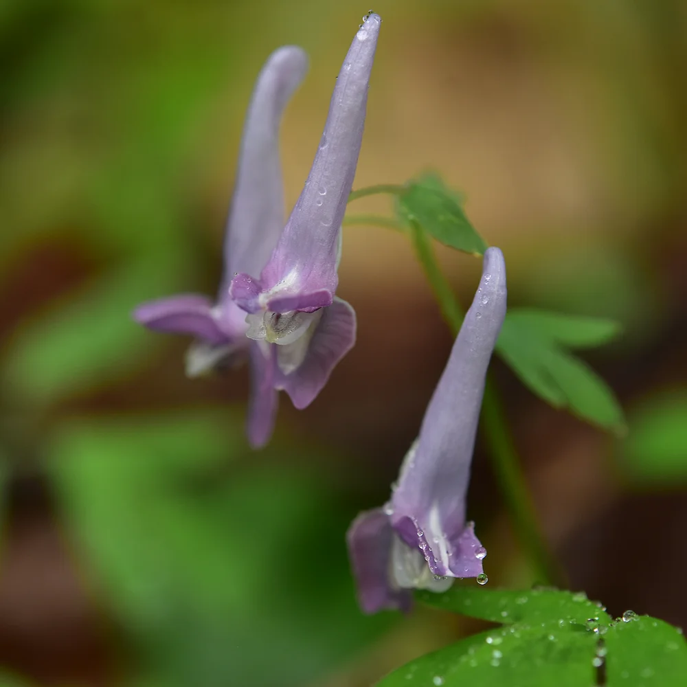 ヤマエンゴサク