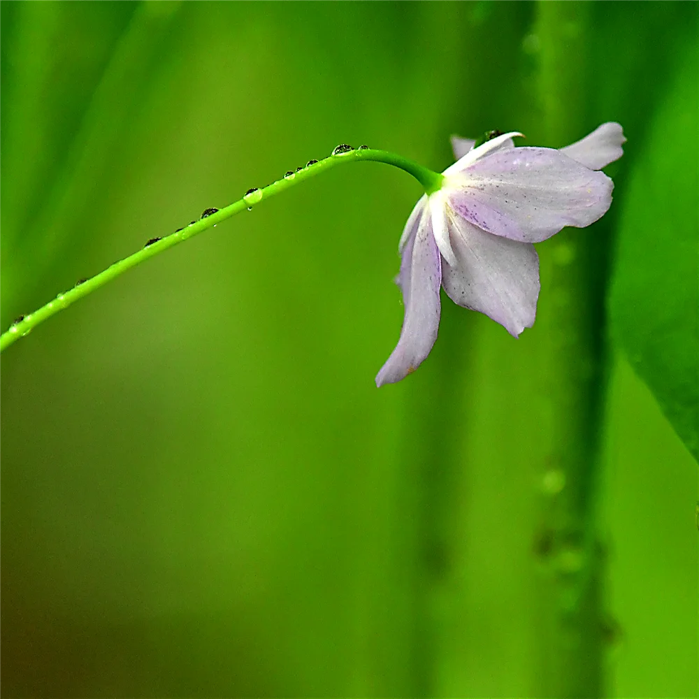 トガクシショウマ