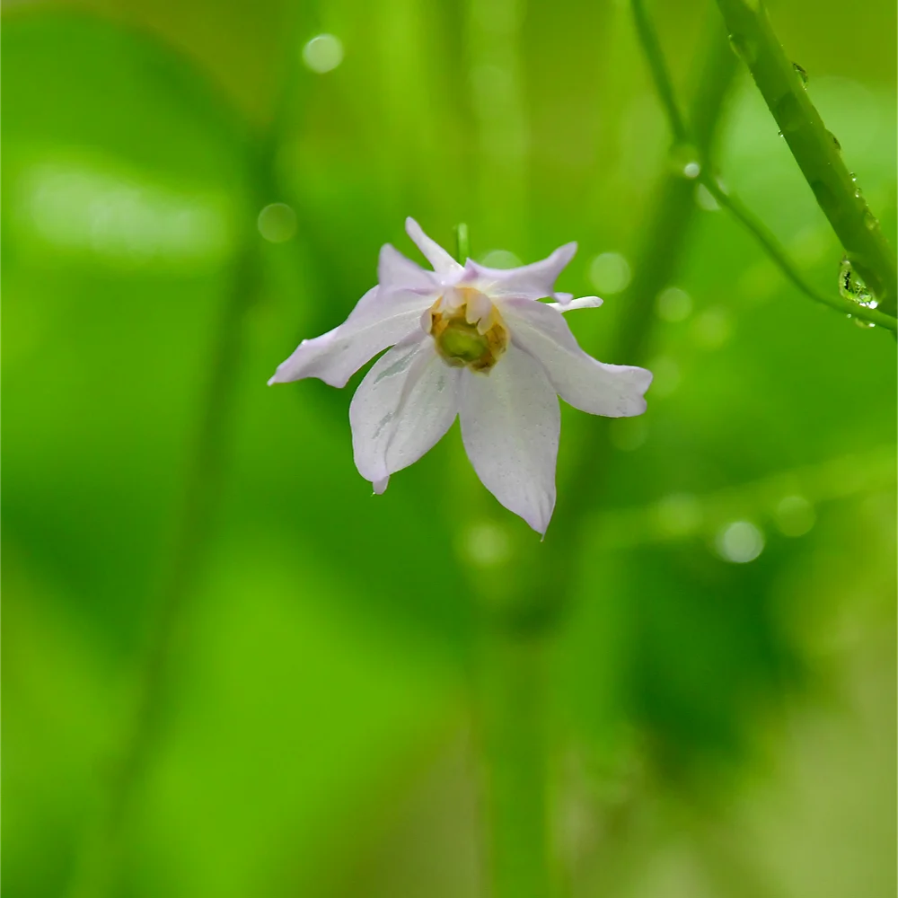 トガクシショウマ