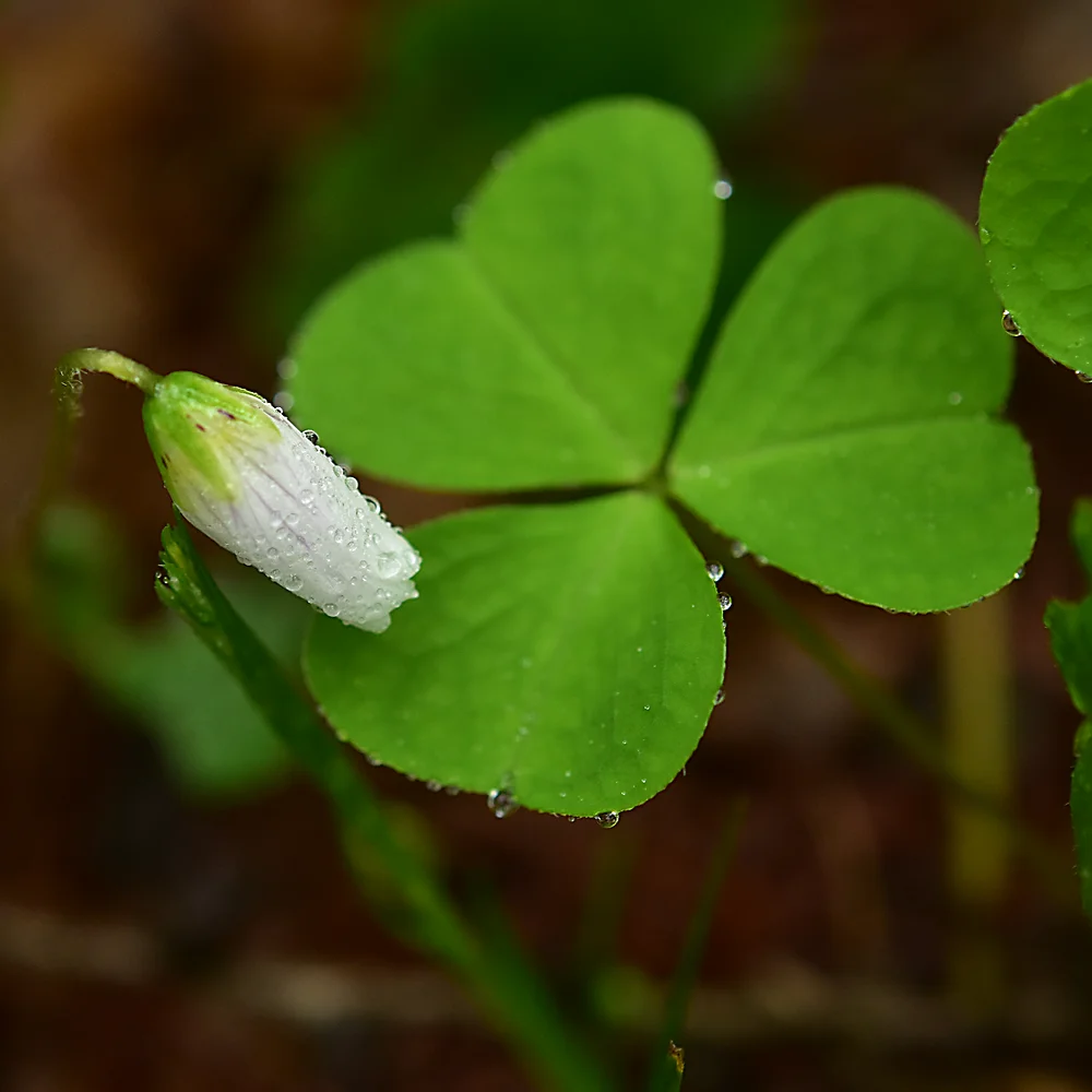 コミヤマカタバミ