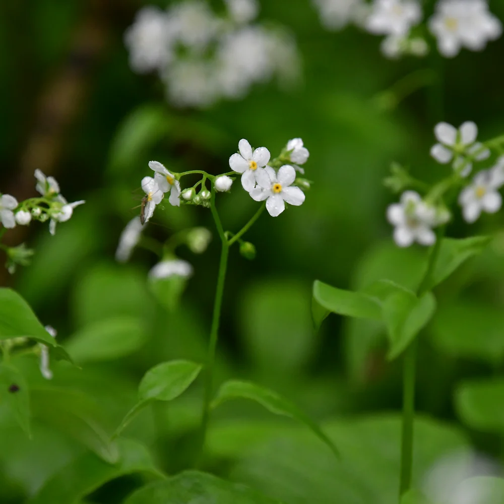 タチカメバソウ