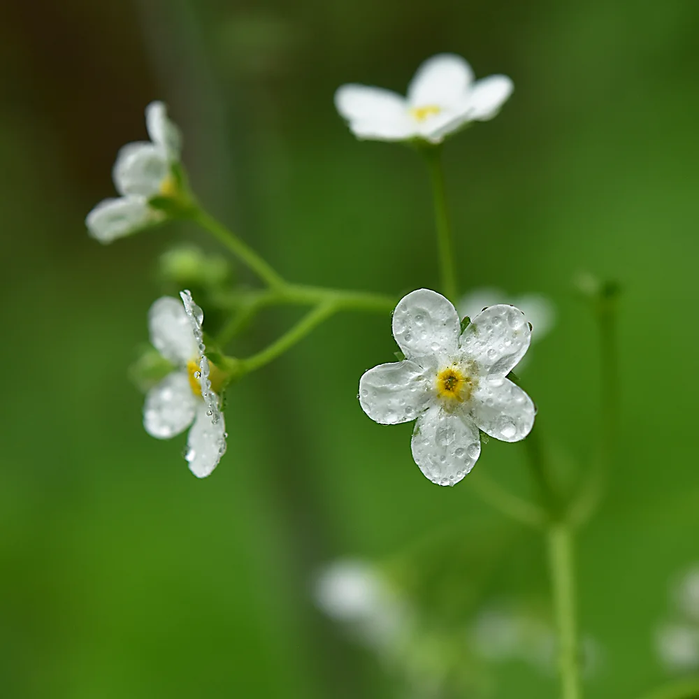タチカメバソウ