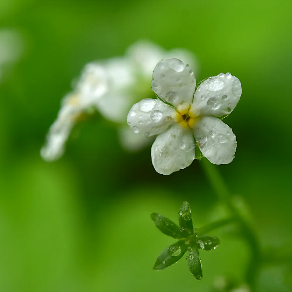 タチカメバソウ