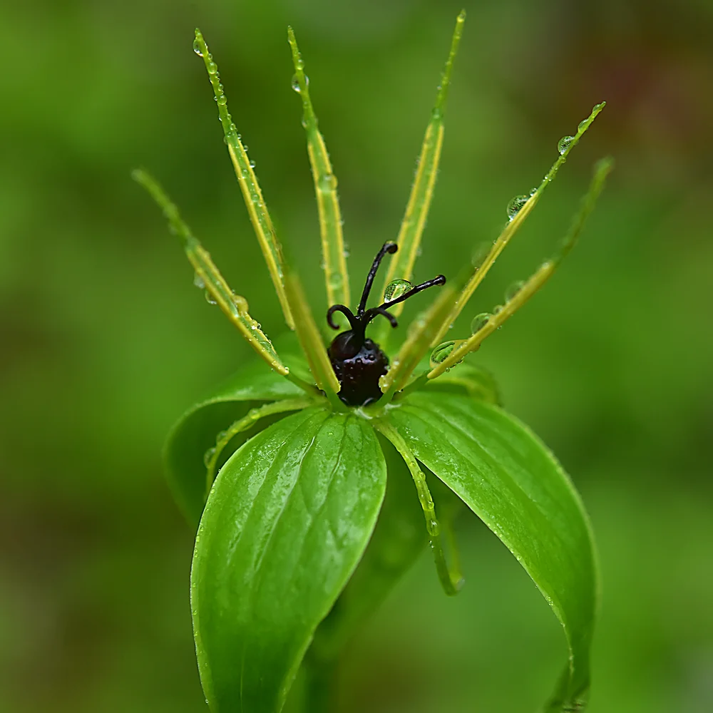 クルマバツクバネソウ