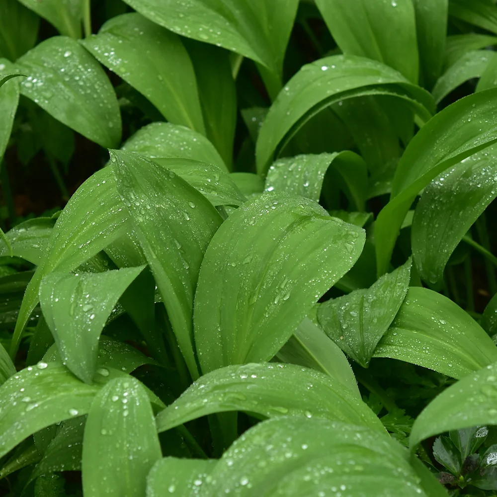 ギョウジャニンニク