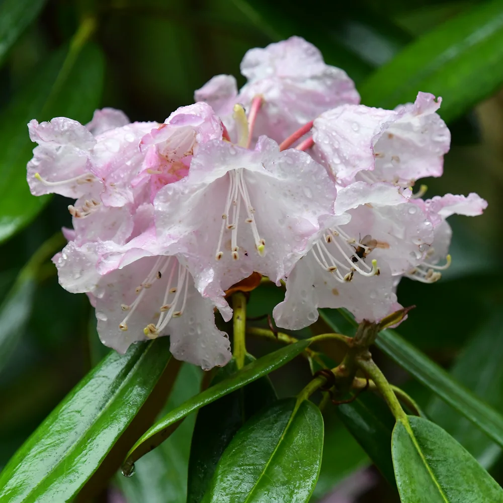 アズマシャクナゲ