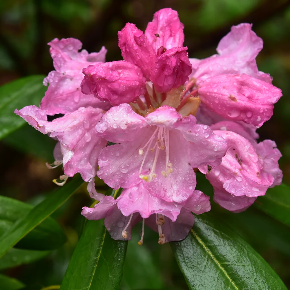 アズマシャクナゲ