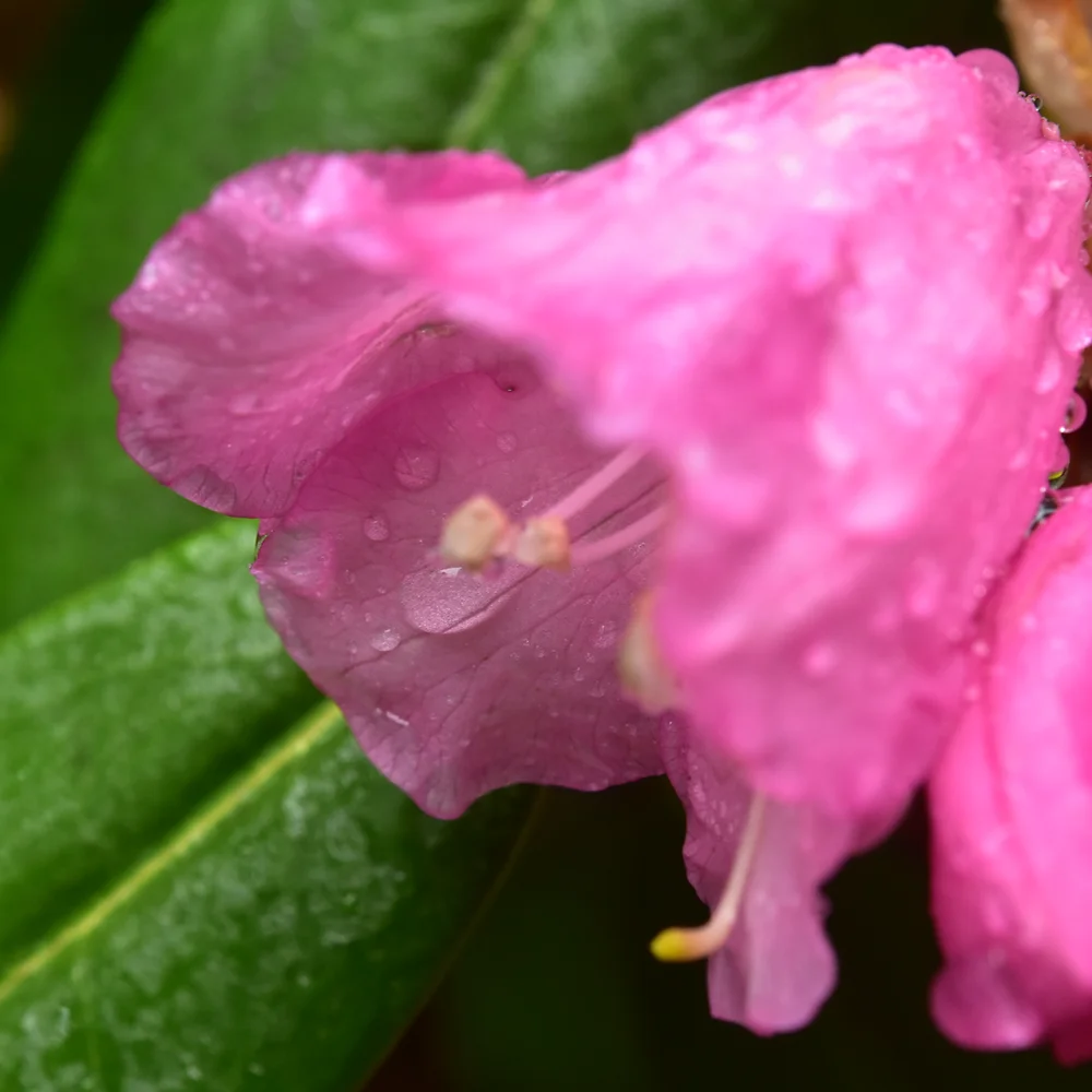 アズマシャクナゲ