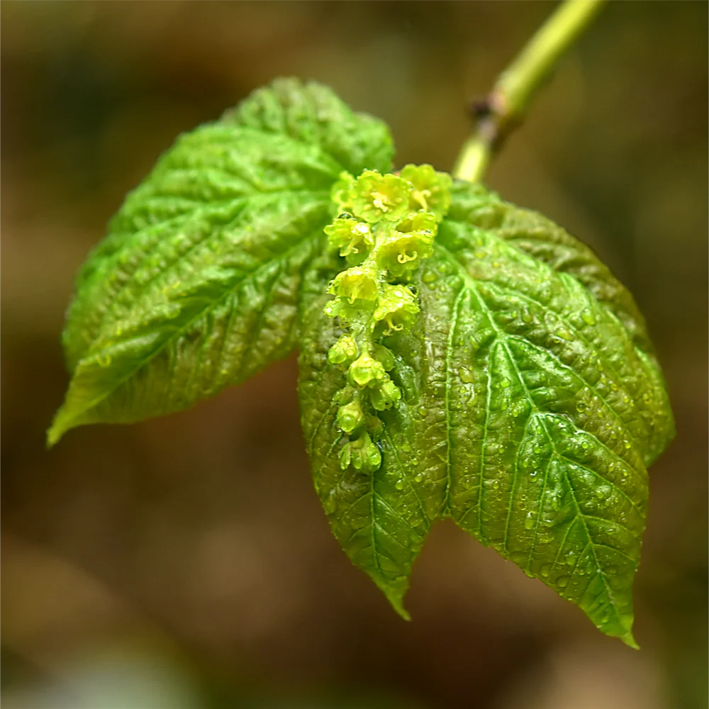 ウリハダカエデ