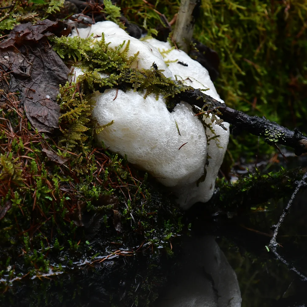 モリアオガエルの卵塊
