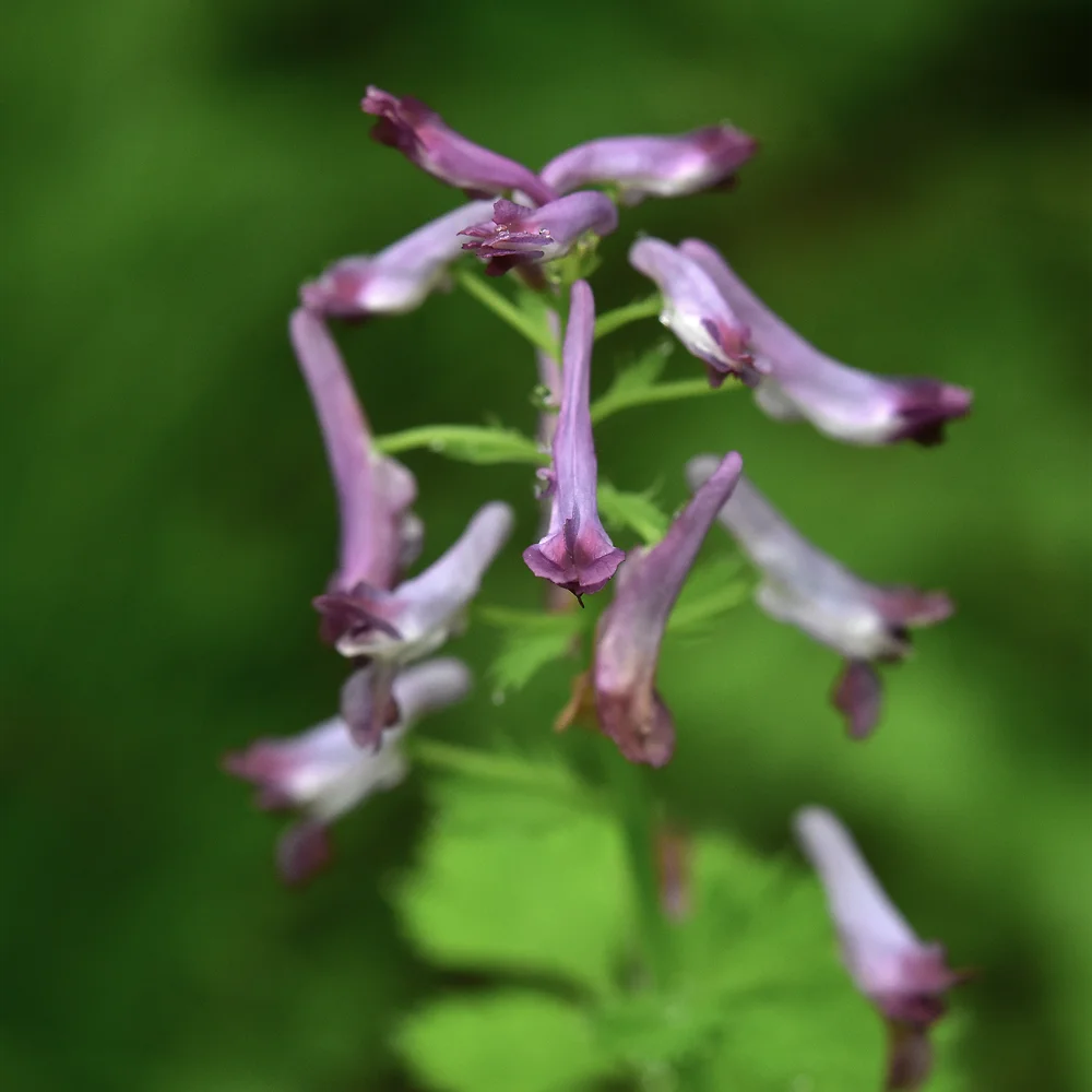 ムラサキケマン