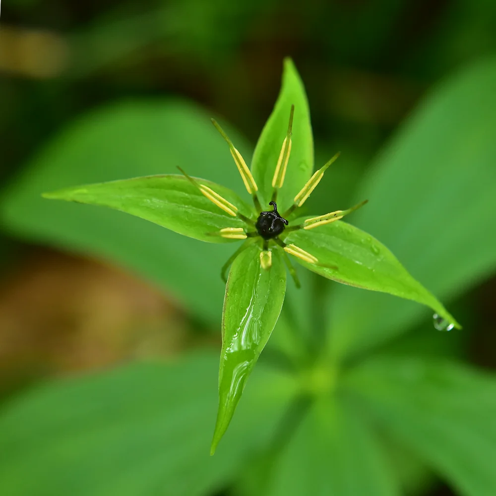 クルマバツクバネソウ