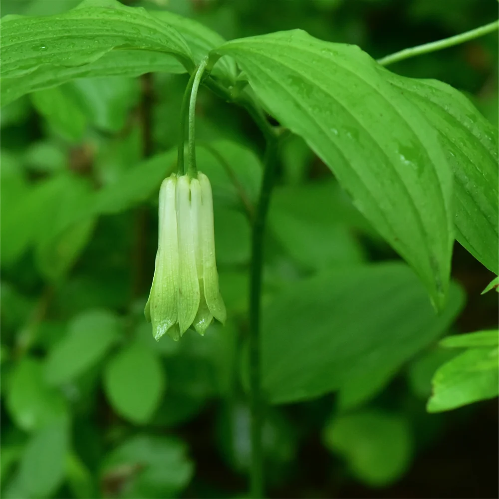 ホウチャクソウ